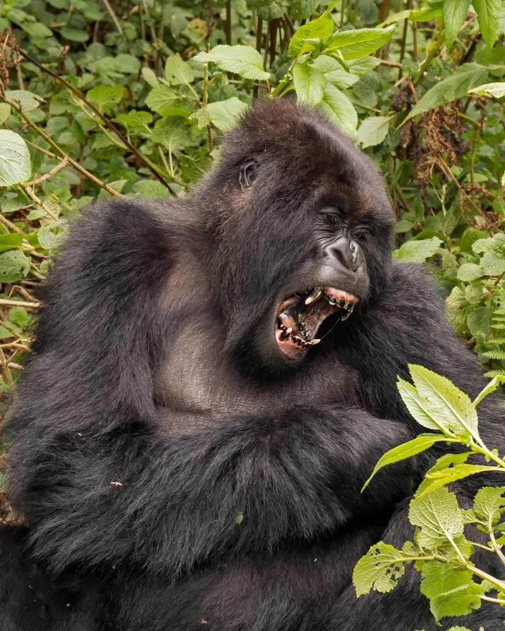 Mountain gorilla in Uganda