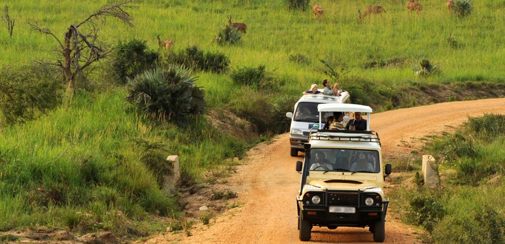 Safari gallery image 53
